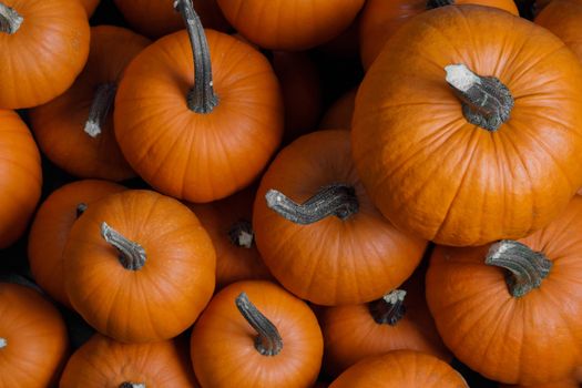 Many orange pumpkins background , Halloween holiday concept