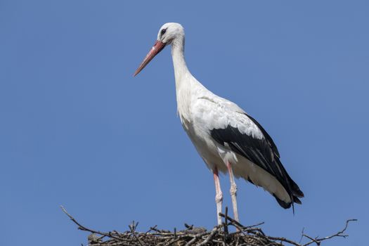 A single adult stork against a blue sky in a large nest
