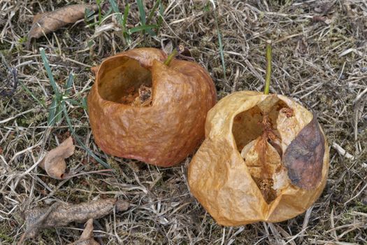 Two by wasps hollowed apples on a lawn in summer
