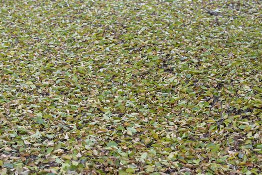 Fallen green leaves by extreme drought in nature in summer
