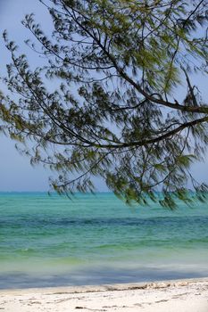 Vertical image of the ocean with pine branches in the foreground. Tanzania