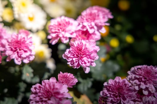 The background image of the colorful flowers, background nature