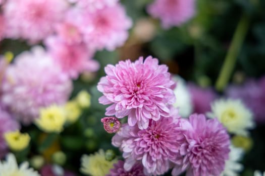 The background image of the colorful flowers, background nature