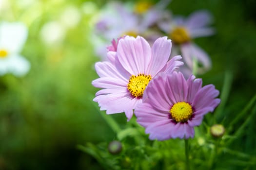 The background image of the colorful flowers, background nature