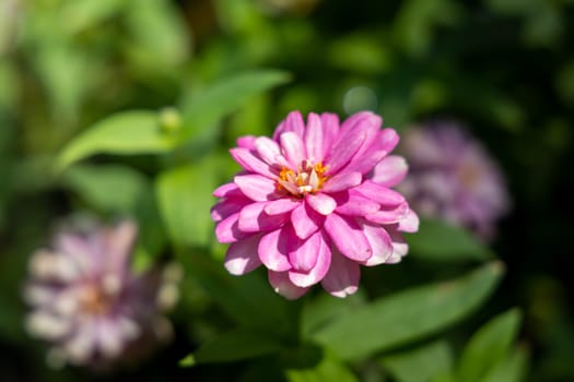 The background image of the colorful flowers, background nature