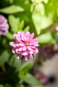 The background image of the colorful flowers, background nature