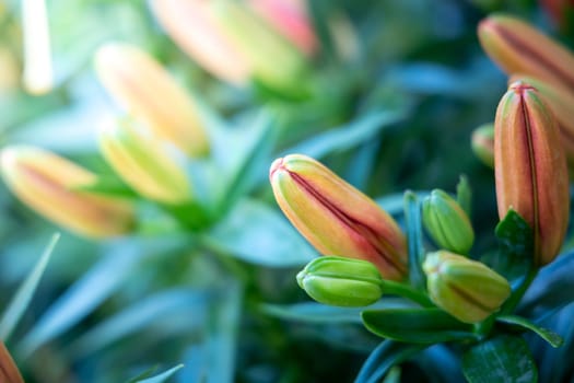 The background image of the colorful flowers, background nature