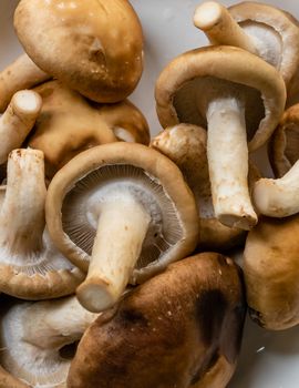 Bunch of mushrooms in a plate