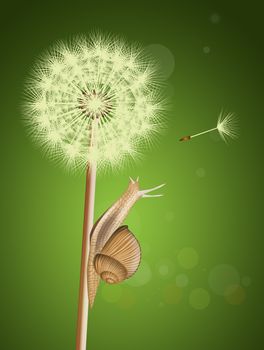 illustration of snail on dandelion