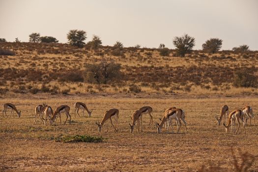 A herd of Springbok, Antidorcas marsupialis, grazing on the dry riverbed of the Auob river in the Kgalagadi Trans Frontier Park. South Africa.