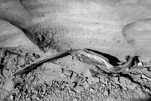 Monochrome image of a piece of driftwood on dry cracked mud in the Dryfork Slot Canyon near Escalante in Utah. USA