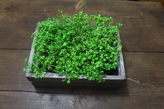 The picture shows healthy cress on a wooden table.