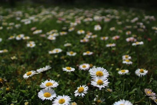 The picture shows a meadow with daisies in the summer.