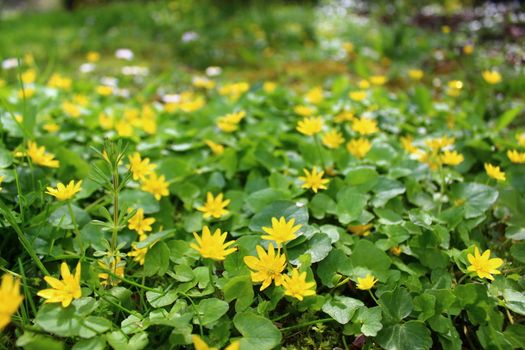 The picture shows a buttercup in the garden.