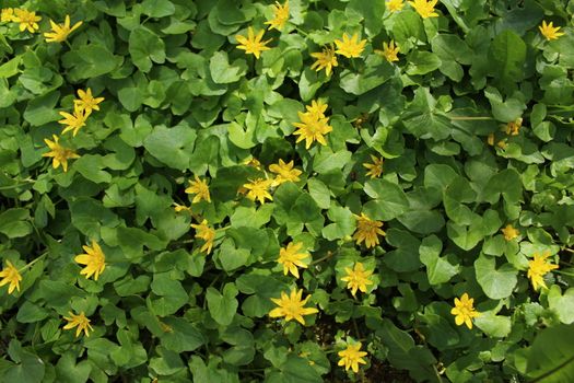 The picture shows a buttercup in the garden in the spring.