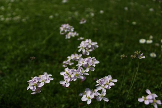 The picture shows a meadow with cuckoo flowers.