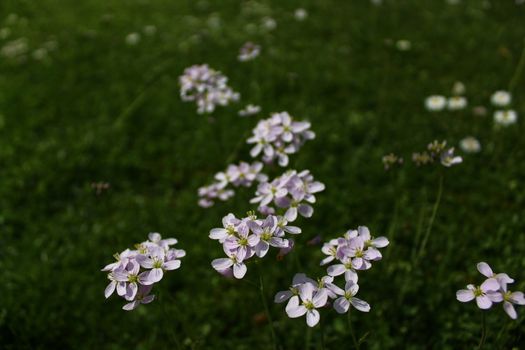 The picture shows a meadow with cuckoo flowers.