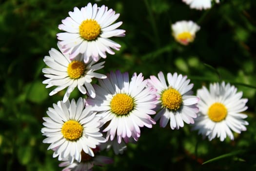 The picture shows meadow with daisies in the garden.