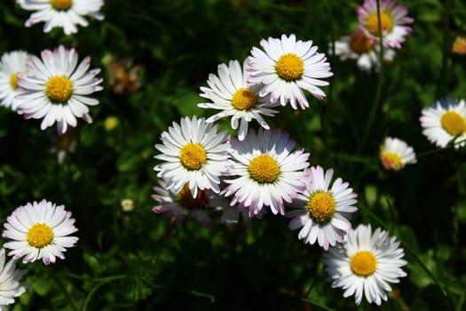 The picture shows a meadow with daisies in the garden.