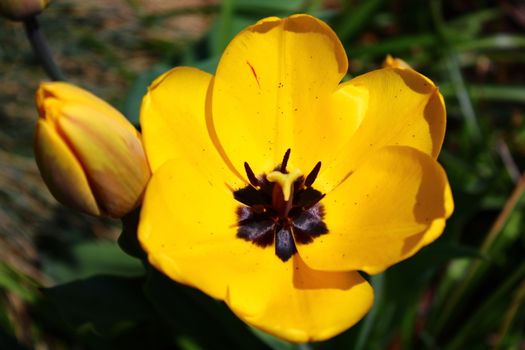 The picture shows yellow tulips in the garden.