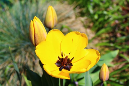 The picture shows yellow tulips in the garden.