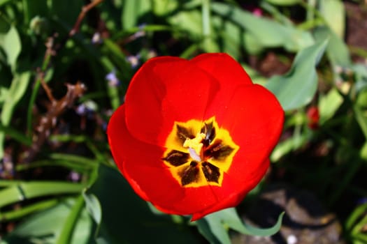 The picture shows a red tulip in the garden.