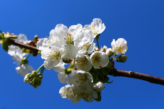 The picture shows cherry blossoms in the spring in the garden.