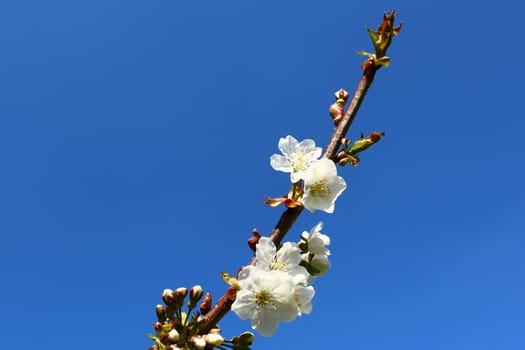 The picture shows cherry blossoms in the spring.