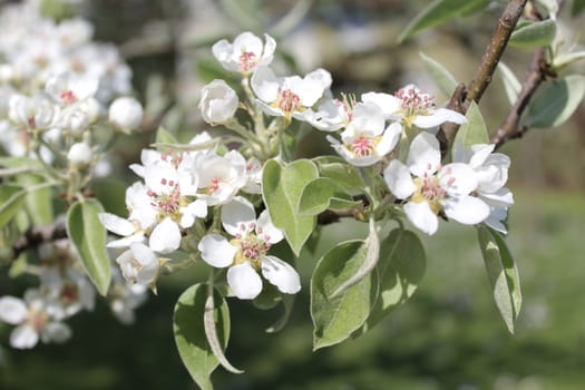 The picture shows pear blossoms in the garden.