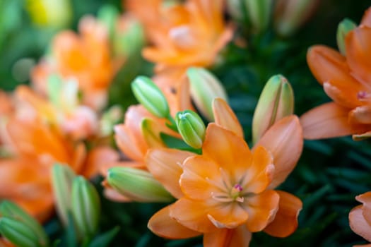 The background image of the colorful flowers, background nature