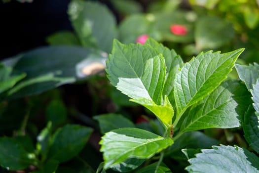 Close Up green leaf under sunlight in the garden. Natural background with copy space.