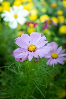 The background image of the colorful flowers, background nature