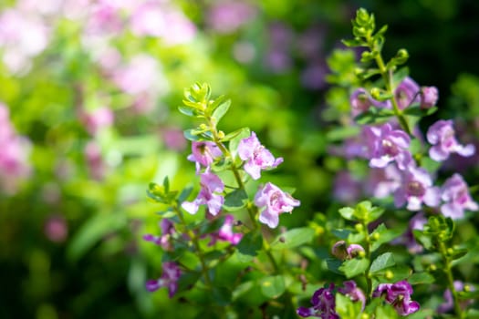 The background image of the colorful flowers, background nature