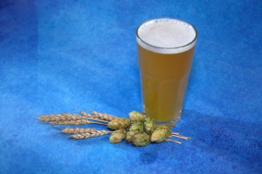 Glass of wheat beer with foam, hops and ears of corn on a blue background. Close-up.