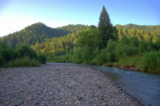 Pebble shore on the bend of a mountain river flowing through the morning taiga. Altai, Siberia, Russia.