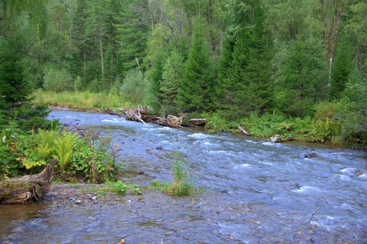 A small mountain river flowing through the morning forest. Altai, Siberia, Russia.