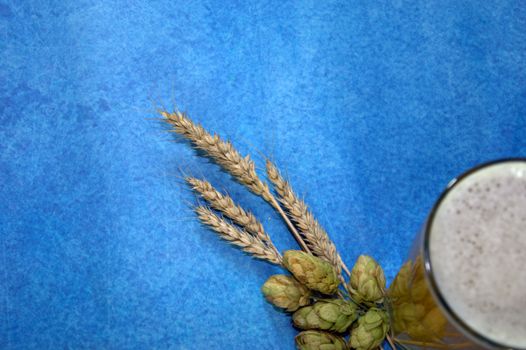 Glass of wheat beer with foam, hops and ears of corn on a blue background. Close-up.