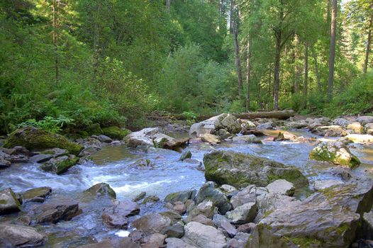 The mountain river carries its waters around stones and dumped trees. Altai, Siberia, Russia.