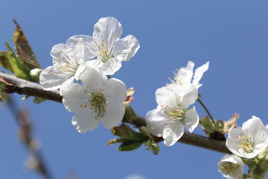 The picture shows cherry blossoms in the spring.