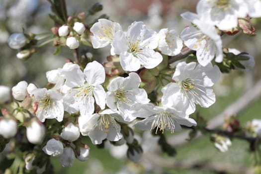 The picture shows cherry blossoms in the garden.