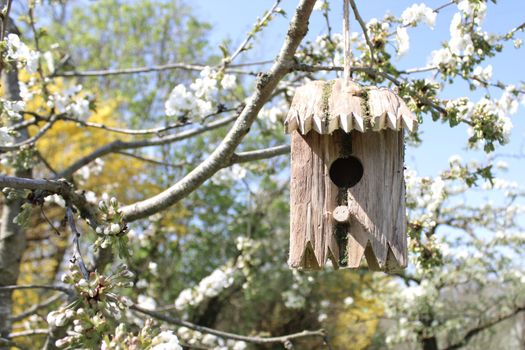 The picture shows a bird house in the cherry tree.