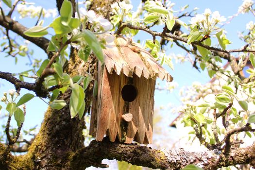 The picture shows a bird house in the cherry tree.