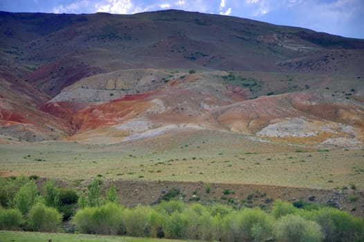 Low bushes and a field at the foot of the red mountains. Altai, Siberia, Russia.