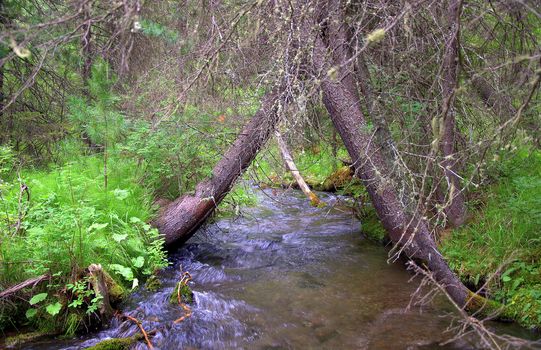 Two old trees bent over a small river to form an arch. Altai, Siberia, Russia.