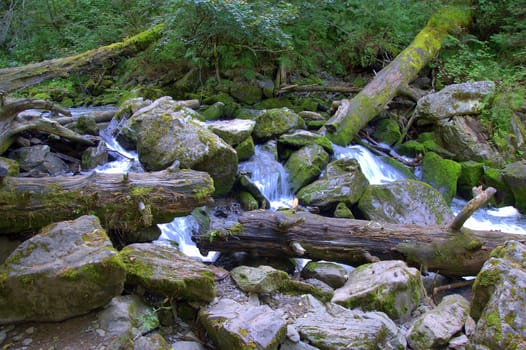 Mountain river flowing through the forest, breaking through stones and dumped tree trunks. Altai, Siberia, Russia.