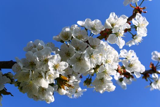 The picture shows cherry blossoms in the spring.