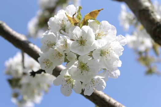 The picture shows cherry blossoms in the spring.