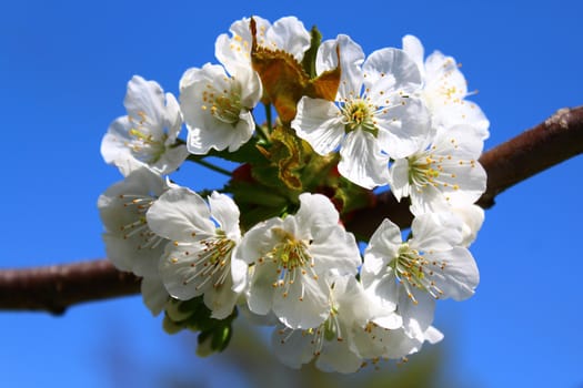 The picture shows cherry blossoms in the spring.