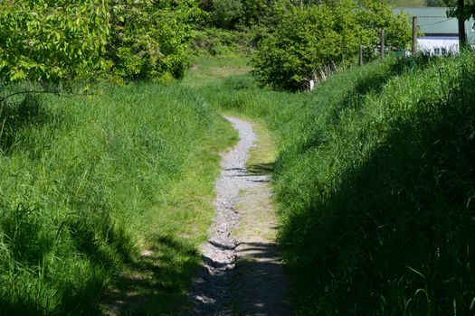 Fairytale forest landscape alley way outdoor space park nature landscape environment with path for walking among trees and sunbeams