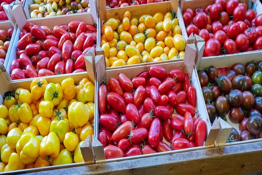 Organic fresh tomatoes from Mediterranean farmer's mark